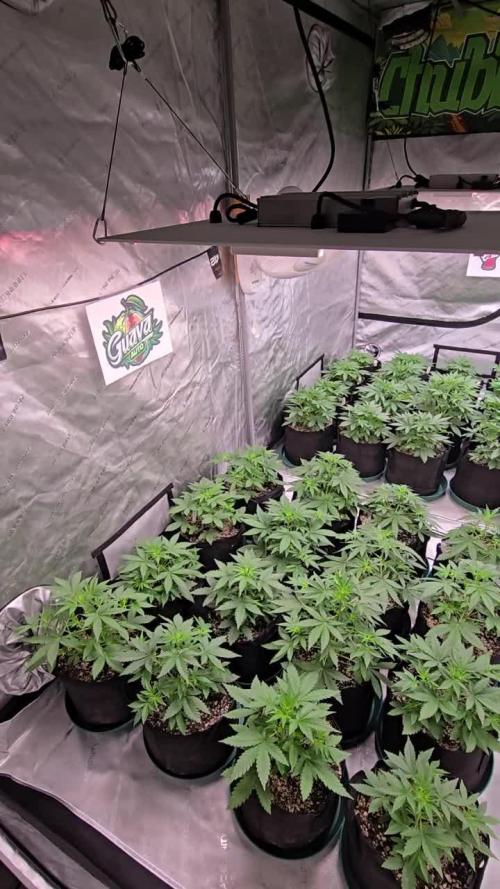 Gorilla Z Auto