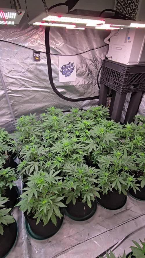 PurpleHaze Auto