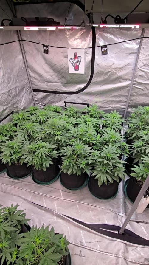 CherryCola Auto