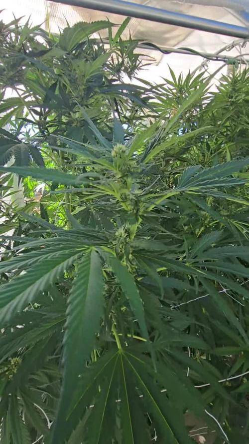 GG4/Sherbet Fast Flowering