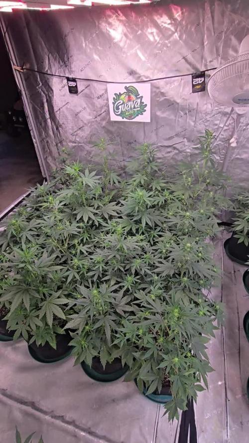 Guava Auto