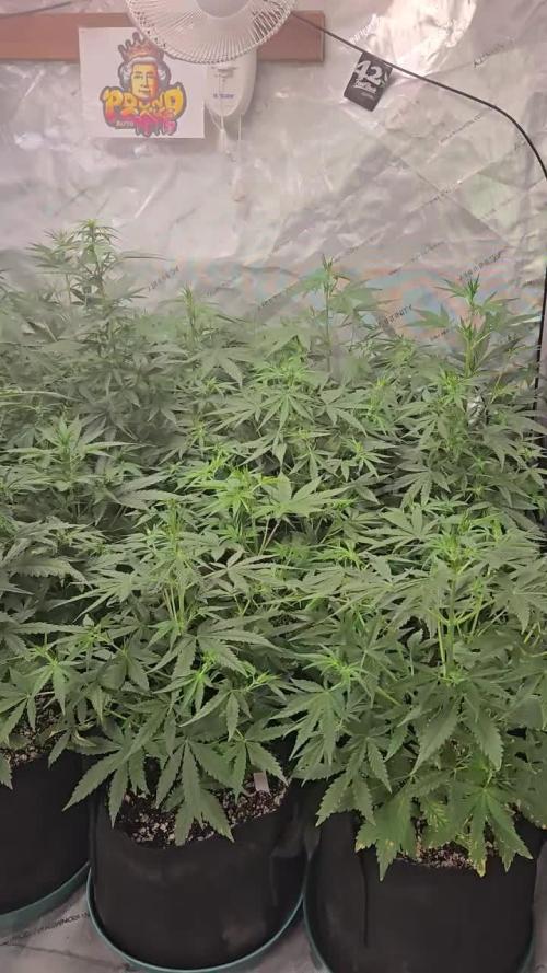 PoundCake Auto