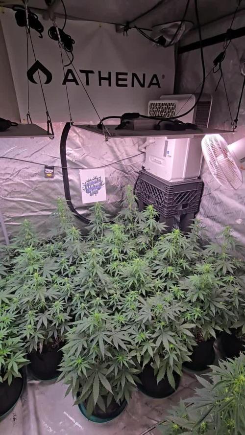 PurpleHaze Auto