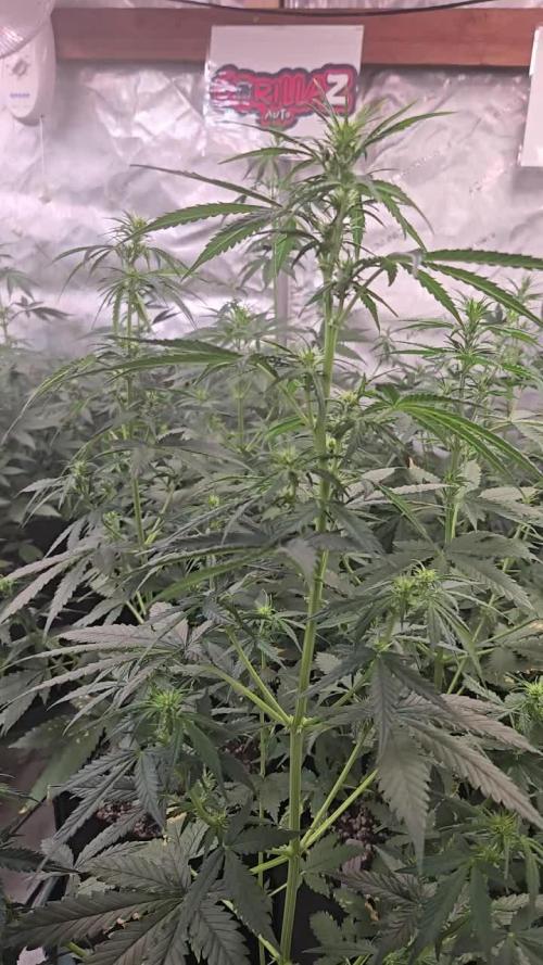 Gorilla Z Auto