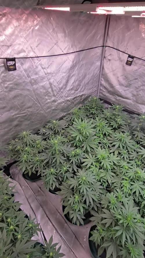 CherryCola Auto