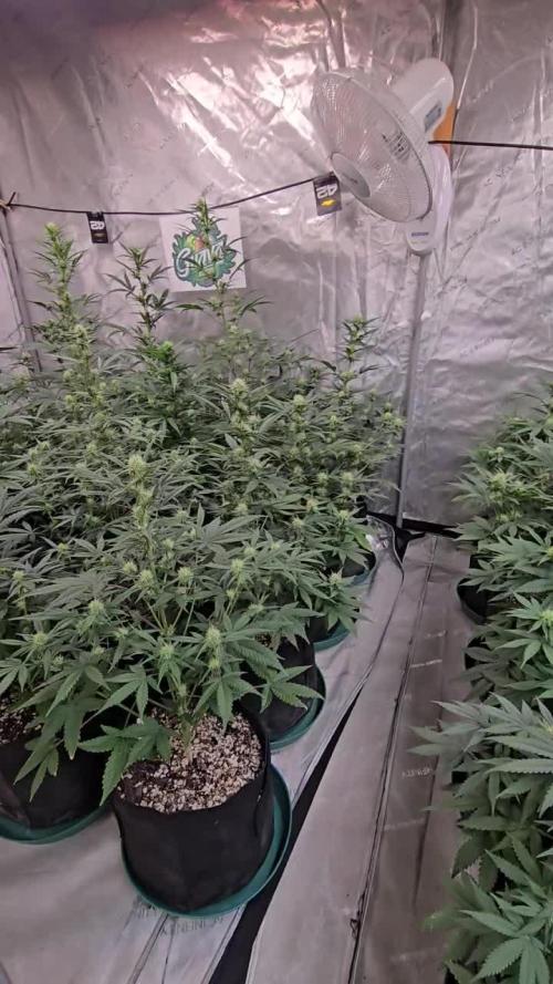 Guava Auto
