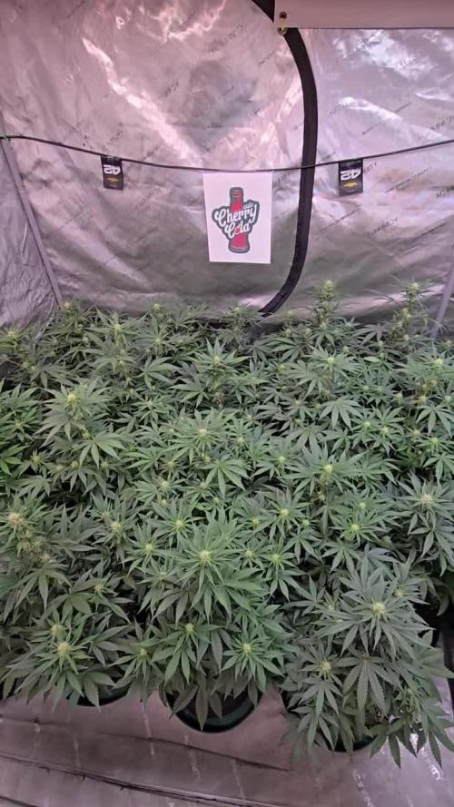 CherryCola Auto
