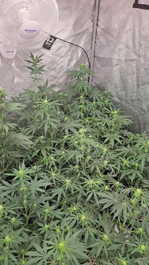 PoundCake Auto