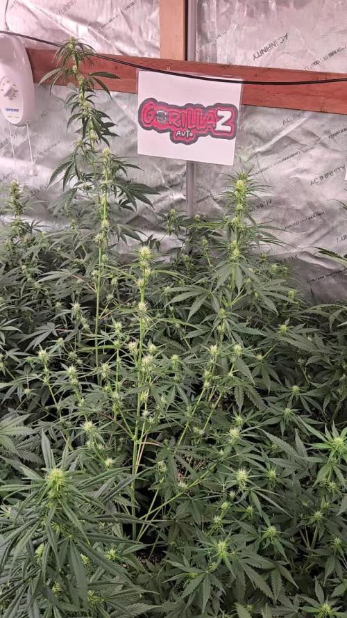 Gorilla Z Auto