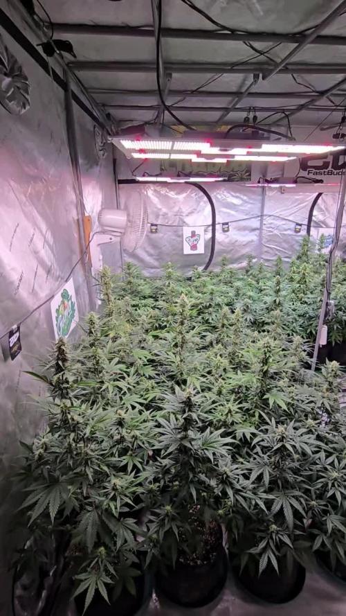 Guava Auto