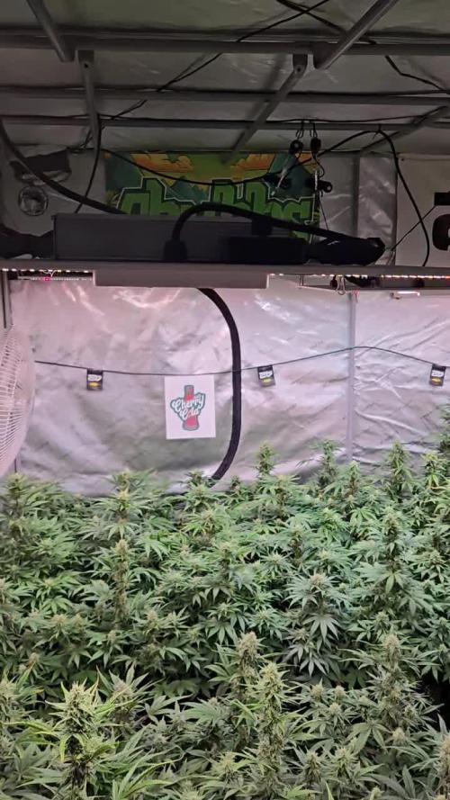 Gorilla Z Auto
