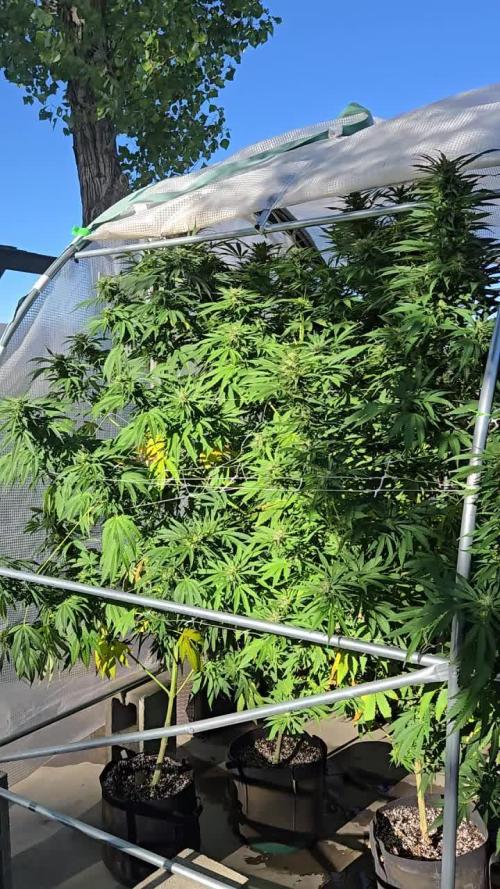 GG4/Sherbet Fast Flowering