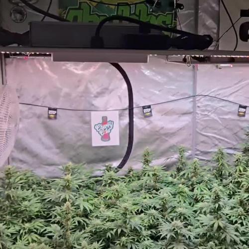 Guava Auto