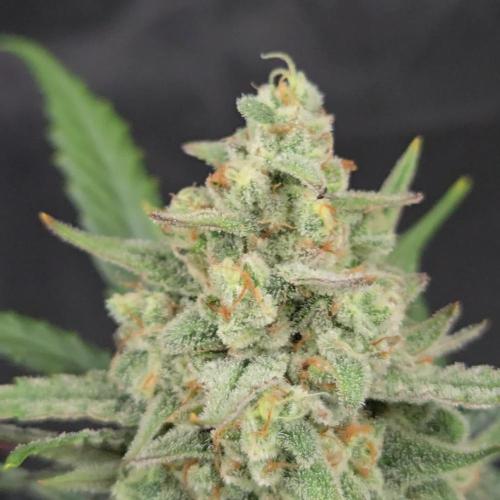 Guava Auto