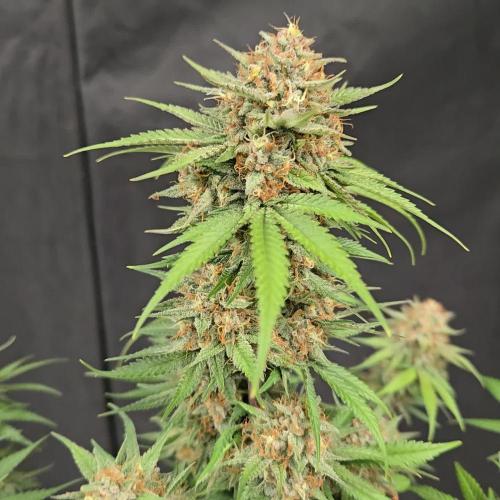 CherryCola Auto