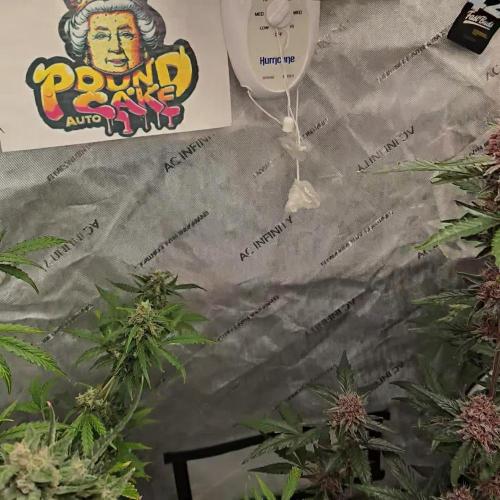 PoundCake Auto