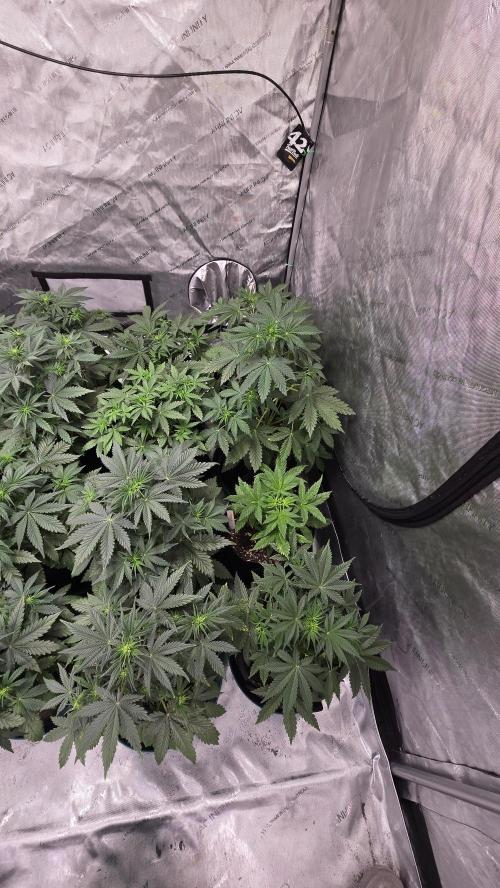 AppleStrudelAuto. Week 3