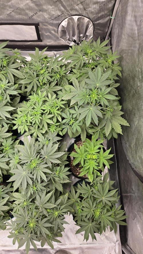 AppleStrudelAuto. Week 3