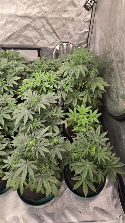 AppleStrudelAuto. Week 3