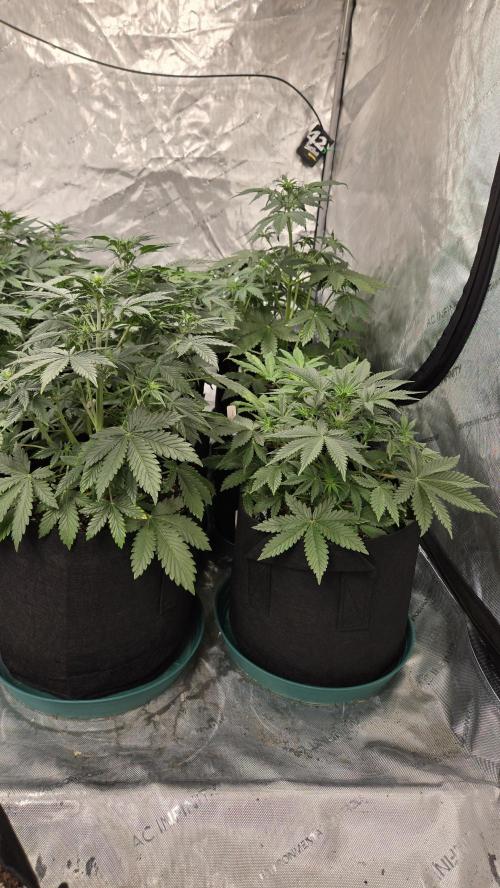 AppleStrudelAuto. Week 3