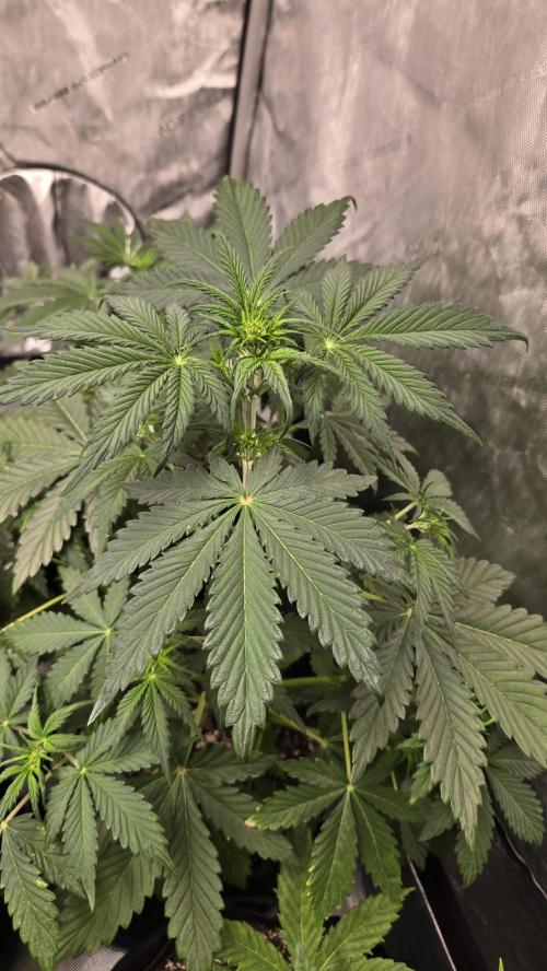 AppleStrudelAuto. Week 3