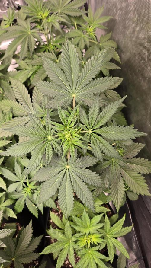 AppleStrudelAuto. Week 3