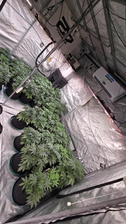 AppleStrudelAuto. Week 3