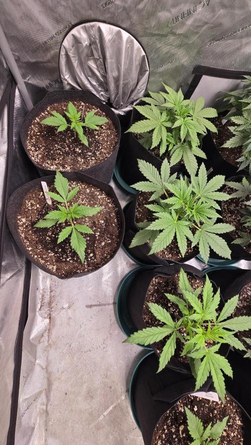 Banana Purple Punch Auto (RF3). Week 2