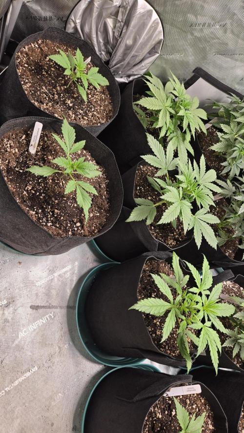 Banana Purple Punch Auto (RF3). Week 2