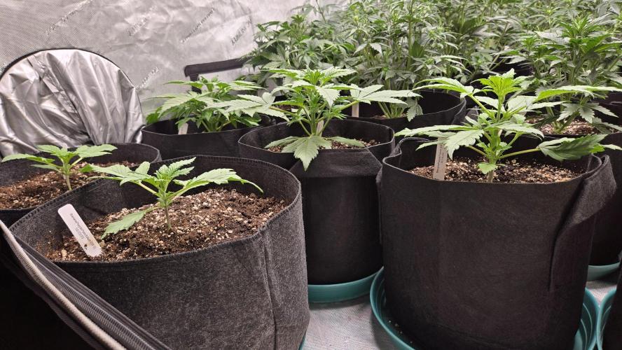 Banana Purple Punch Auto (RF3). Week 2