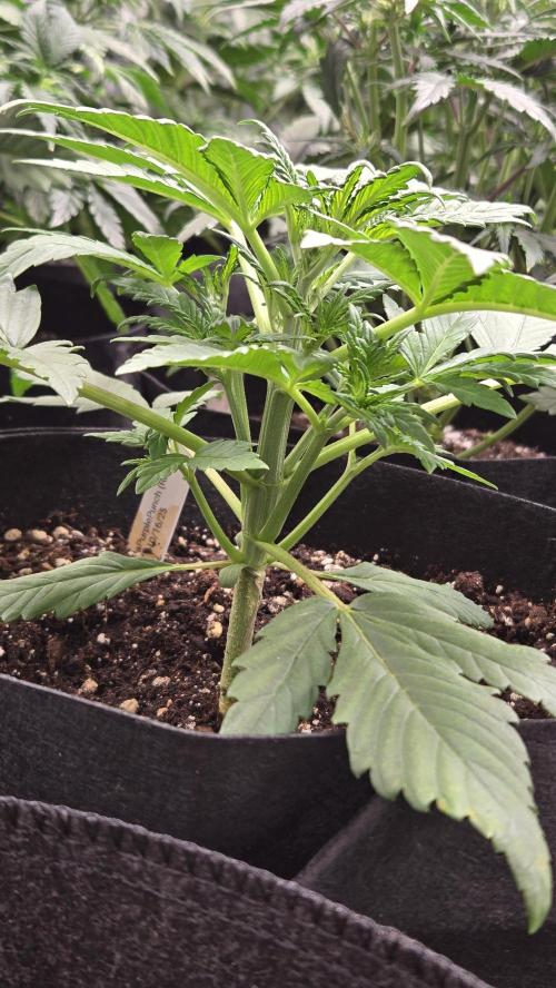 Banana Purple Punch Auto (RF3). Week 2