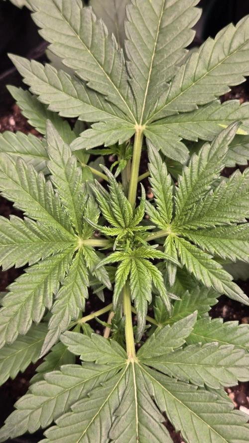 Banana Purple Punch Auto (RF3). Week 2