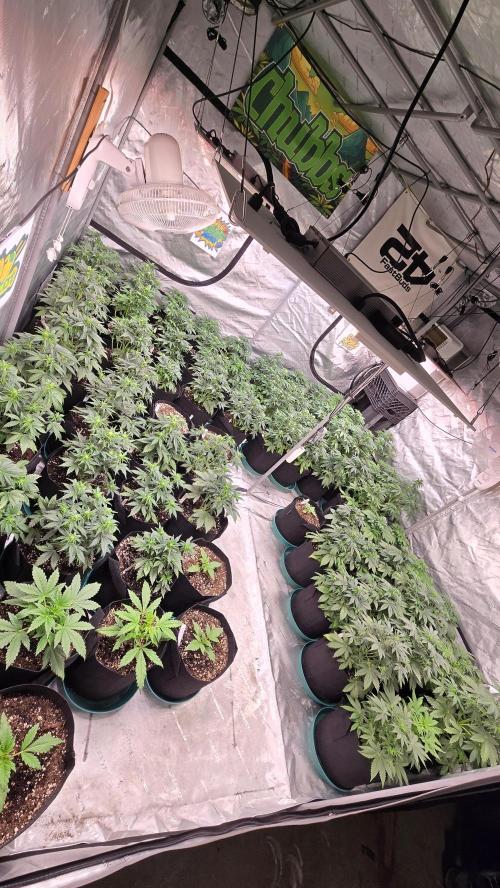 Banana Purple Punch Auto (RF3). Week 2