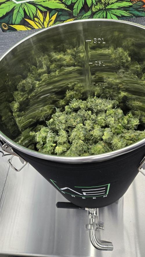 GG4/Sherbet Fast Flowering. Week 15