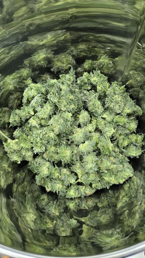 GG4/Sherbet Fast Flowering. Week 15