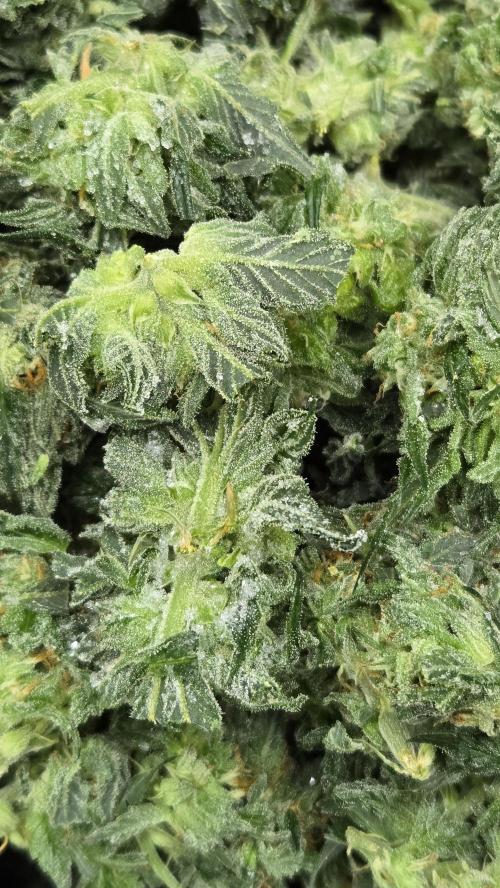 GG4/Sherbet Fast Flowering. Week 15