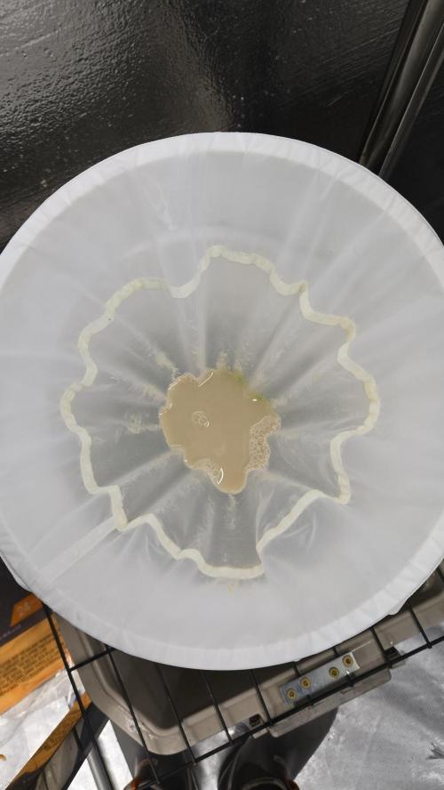 GG4/Sherbet Fast Flowering. Week 15