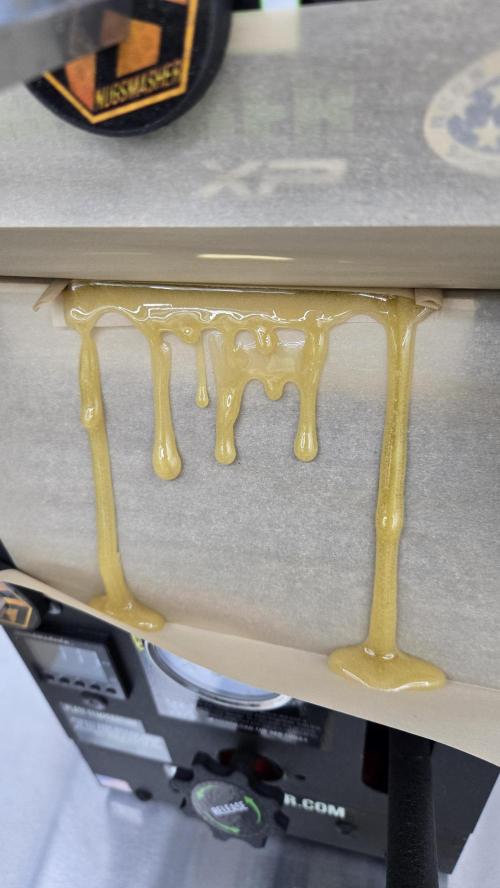 GG4/Sherbet Fast Flowering. Week 15