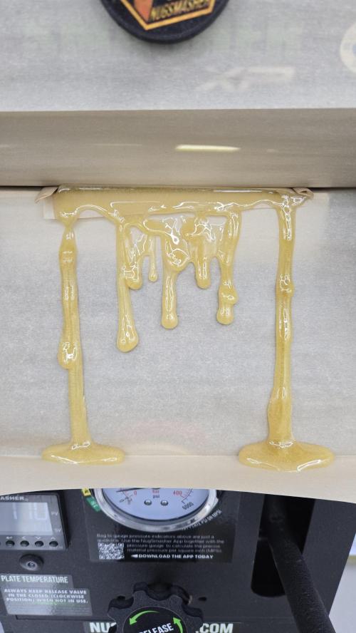 GG4/Sherbet Fast Flowering. Week 15