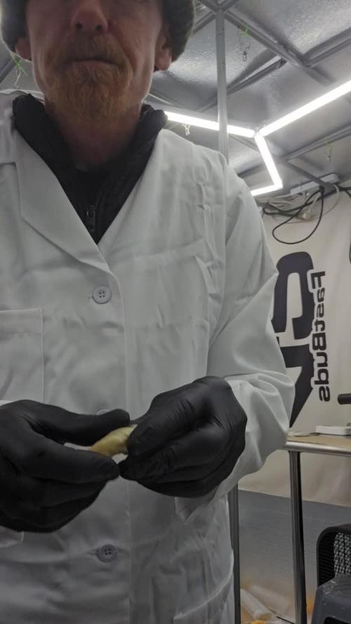 GG4/Sherbet Fast Flowering