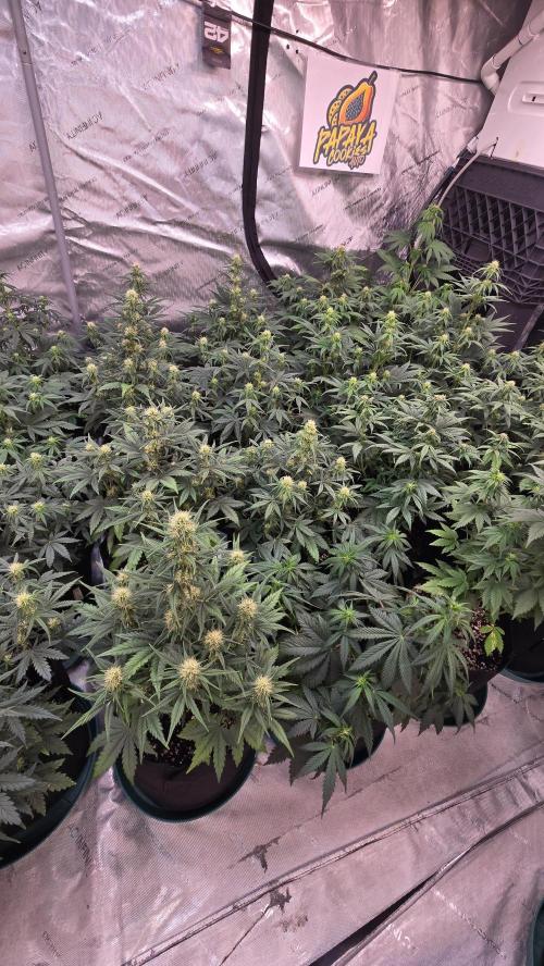 PapayaCookiesAuto. Week 4