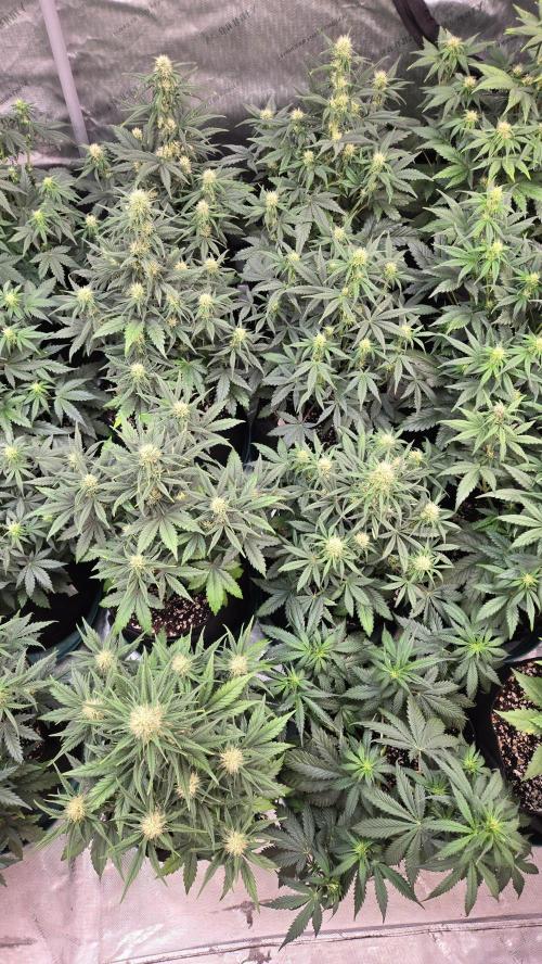 PapayaCookiesAuto. Week 4