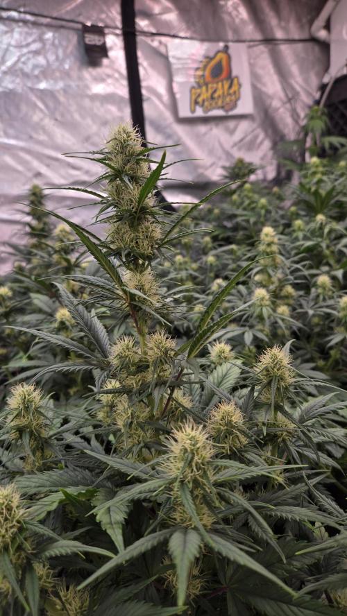 PapayaCookiesAuto. Week 4