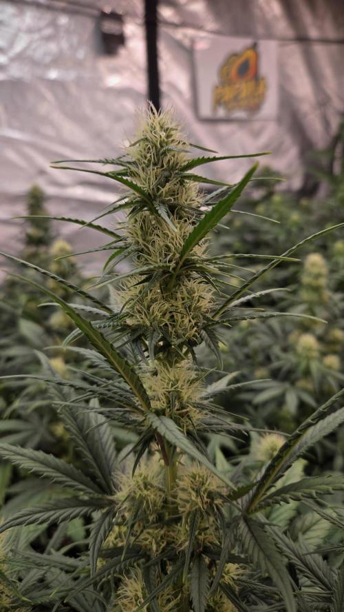 PapayaCookiesAuto. Week 4