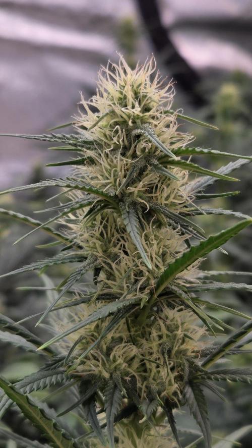 PapayaCookiesAuto. Week 4