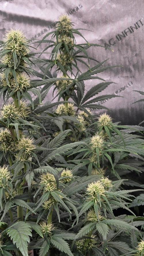 PapayaCookiesAuto. Week 4