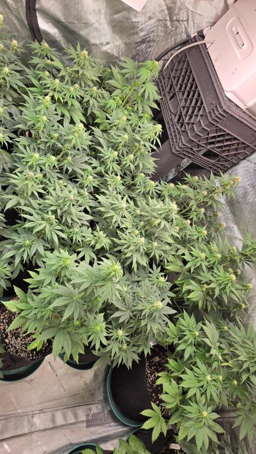 FrostBangerAuto. Week 4