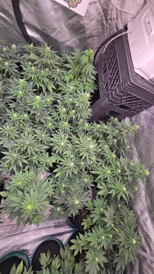 FrostBangerAuto. Week 4