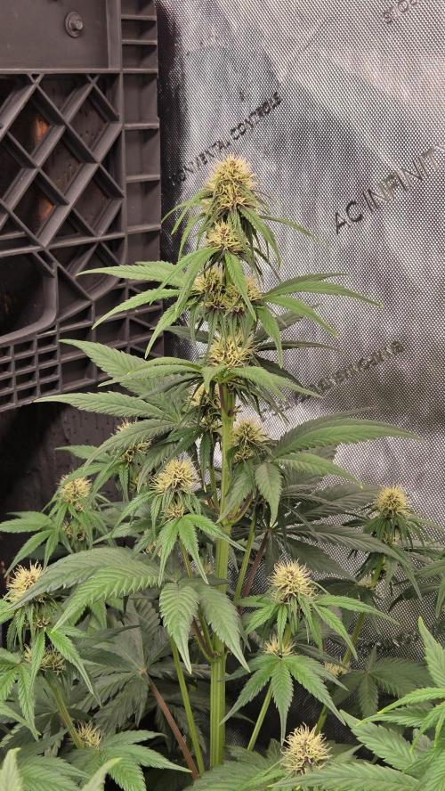 FrostBangerAuto. Week 4