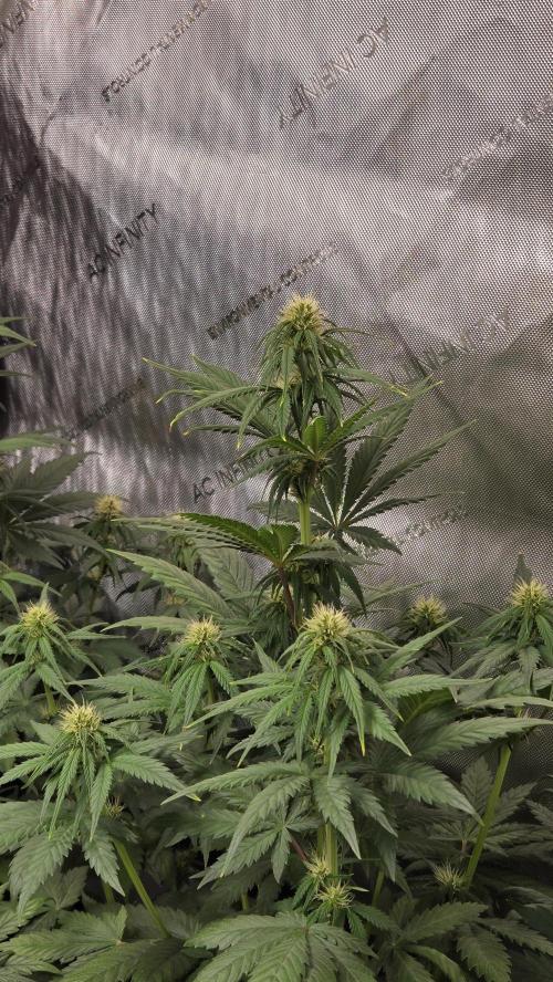 FrostBangerAuto. Week 4